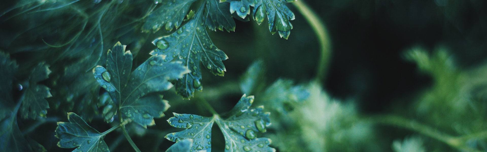 Droplets of water sit on a several green leaves