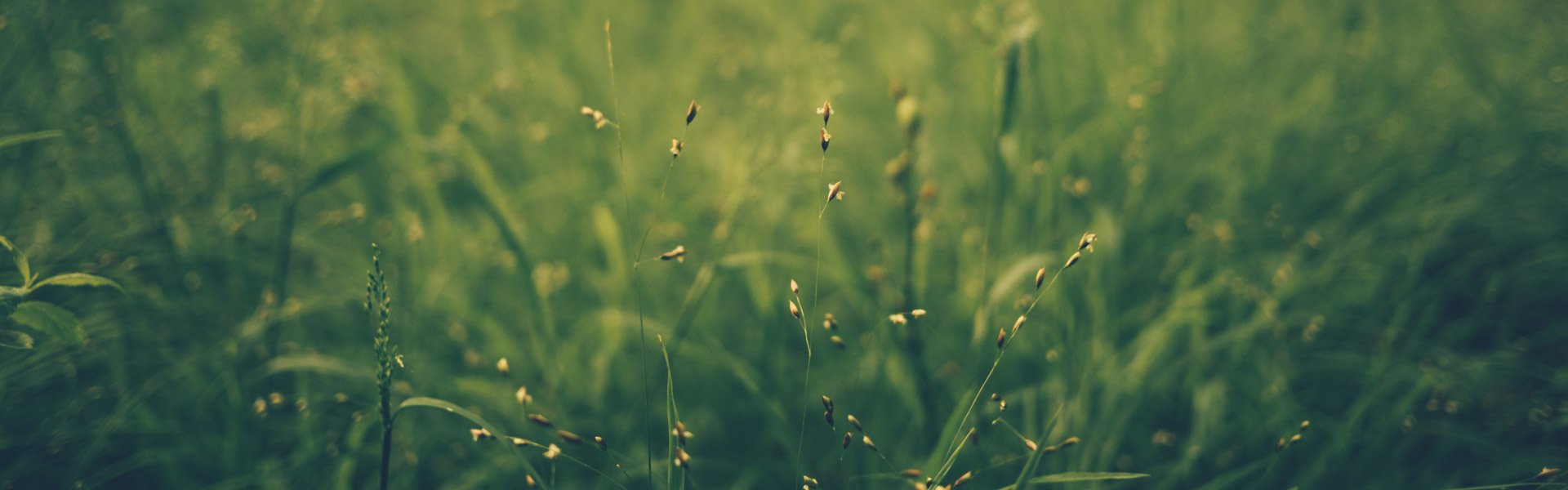 Close up of thin stalks of a plant in a green field