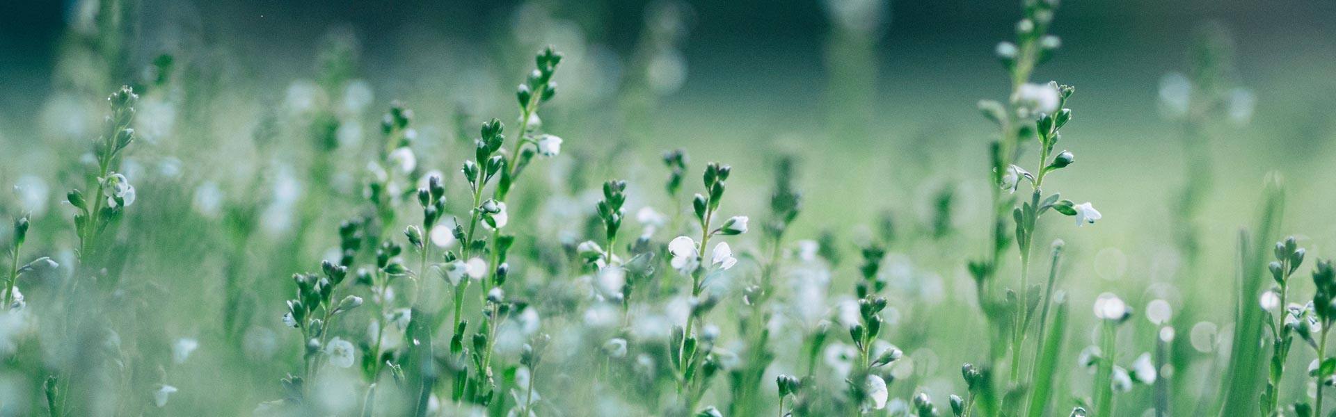 Tall plants with white florals in a green field