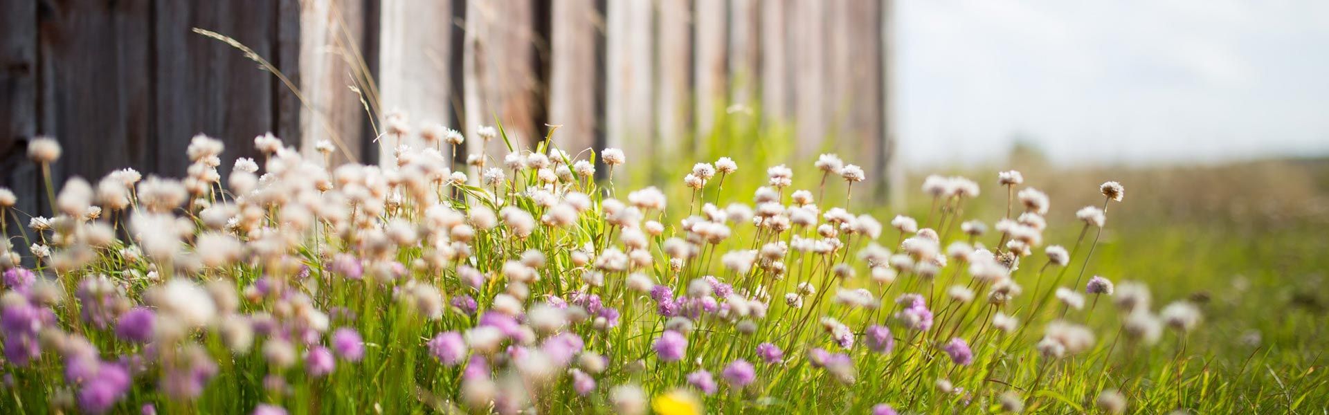 Patch of thin flowers with white and lavender florals