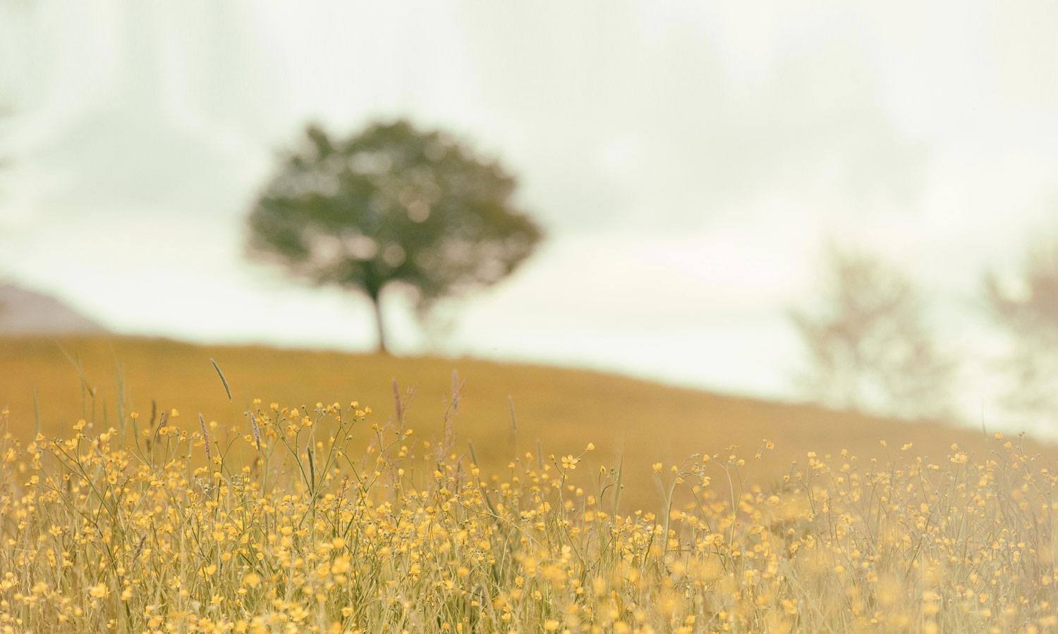 Field of tall, thin plants with yellow florals in front of a large green tree in the background